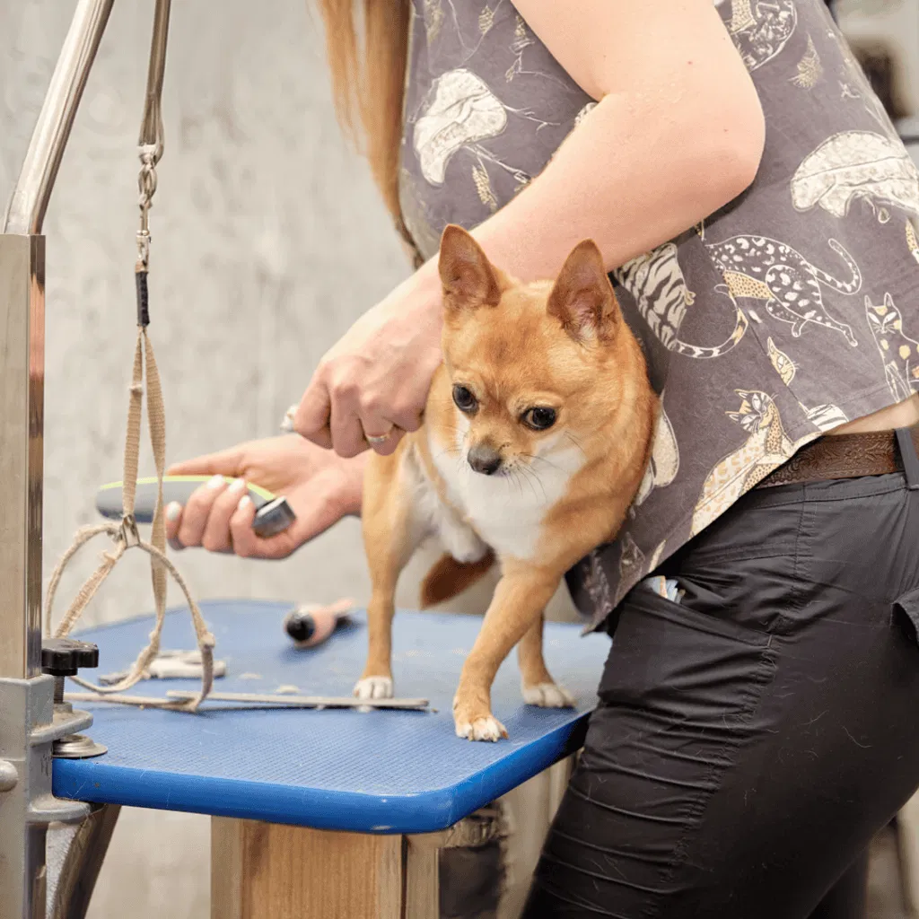 Chihuahua Grooming