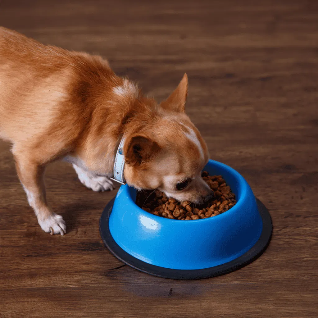 Chihuahua Food & Diet Requirements
