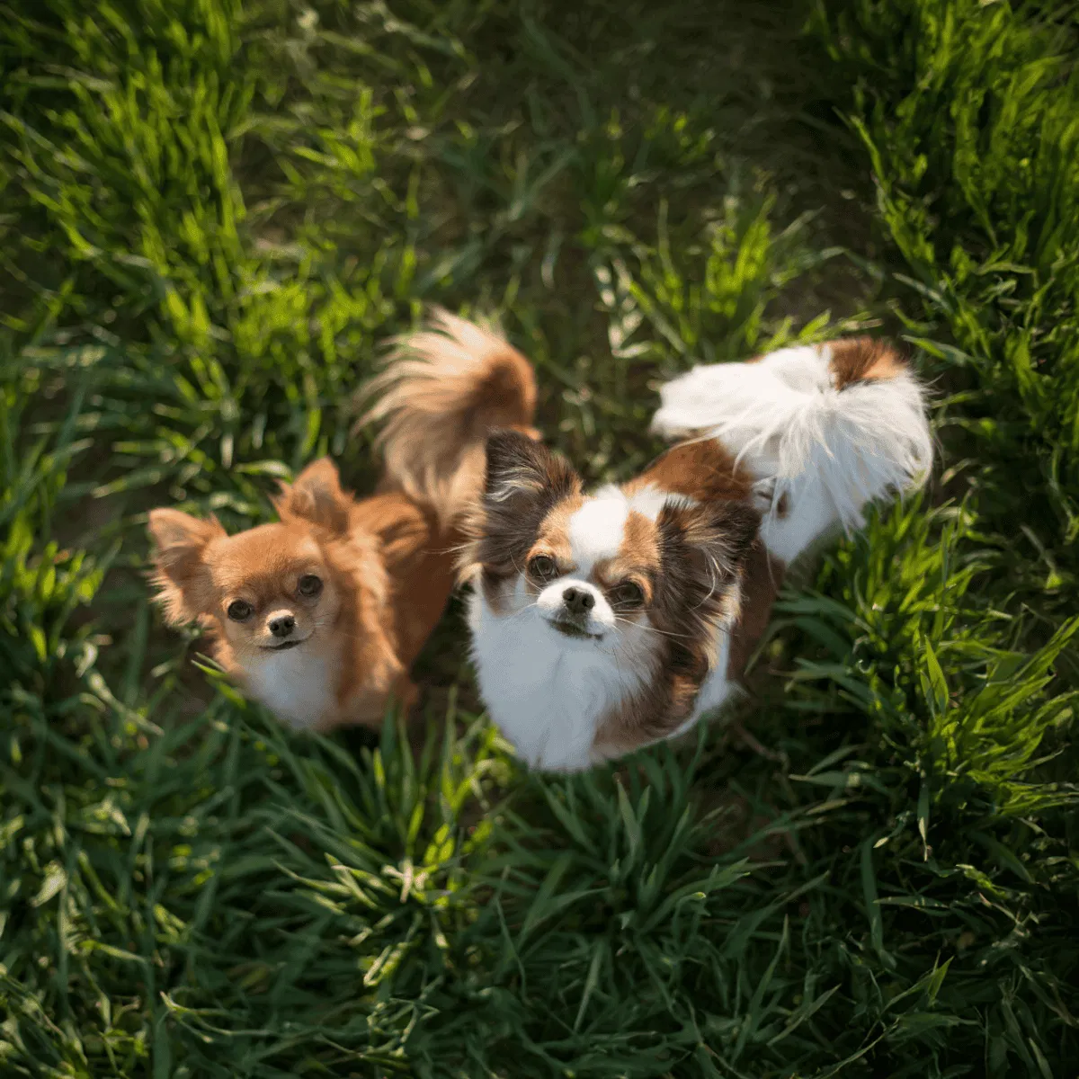 Chihuahua Gallery 2