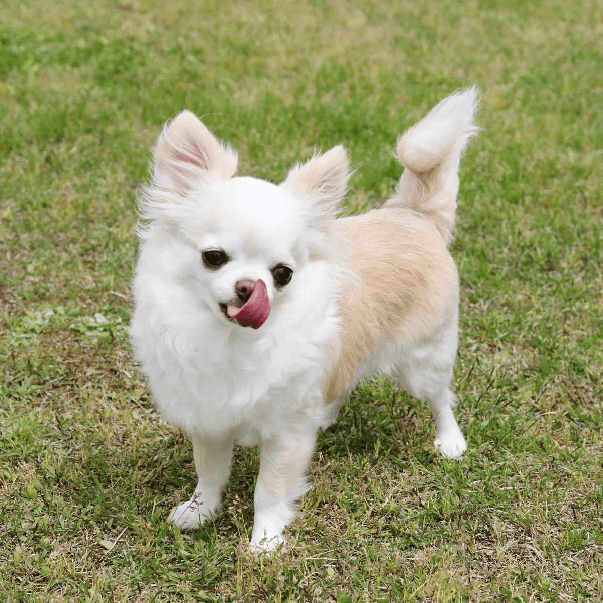 Chihuahua Gallery 3