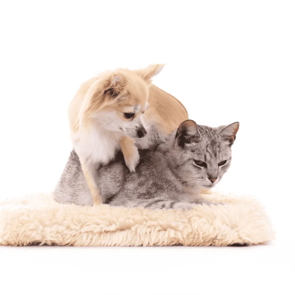 Chihuahua Does This Breed Get Along With Other Pets