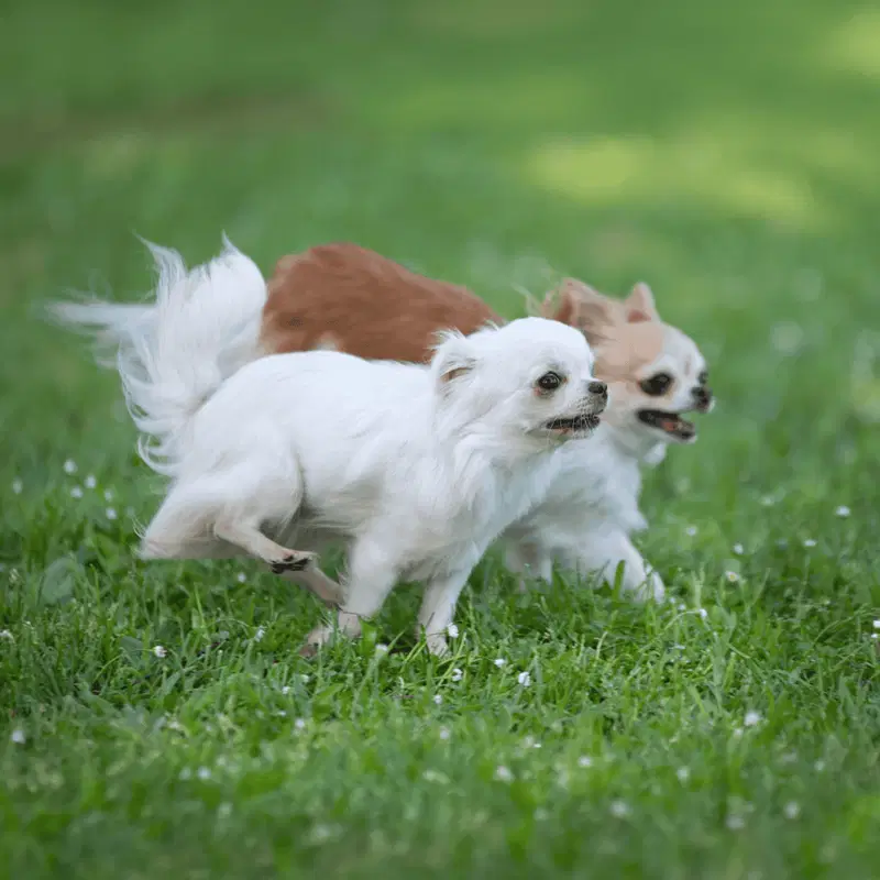 Chihuahua Exercise