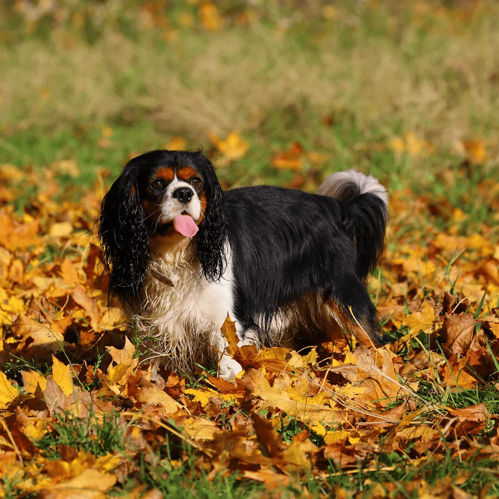 Cavalier King Charles Spaniel They’ve Had Many Names Over the Years
