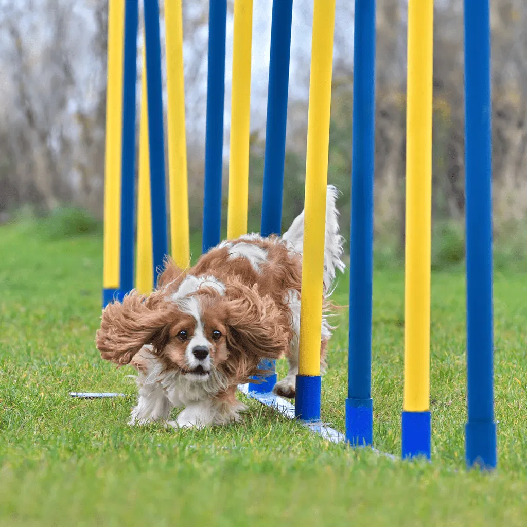 Cavalier King Charles Spaniel Training