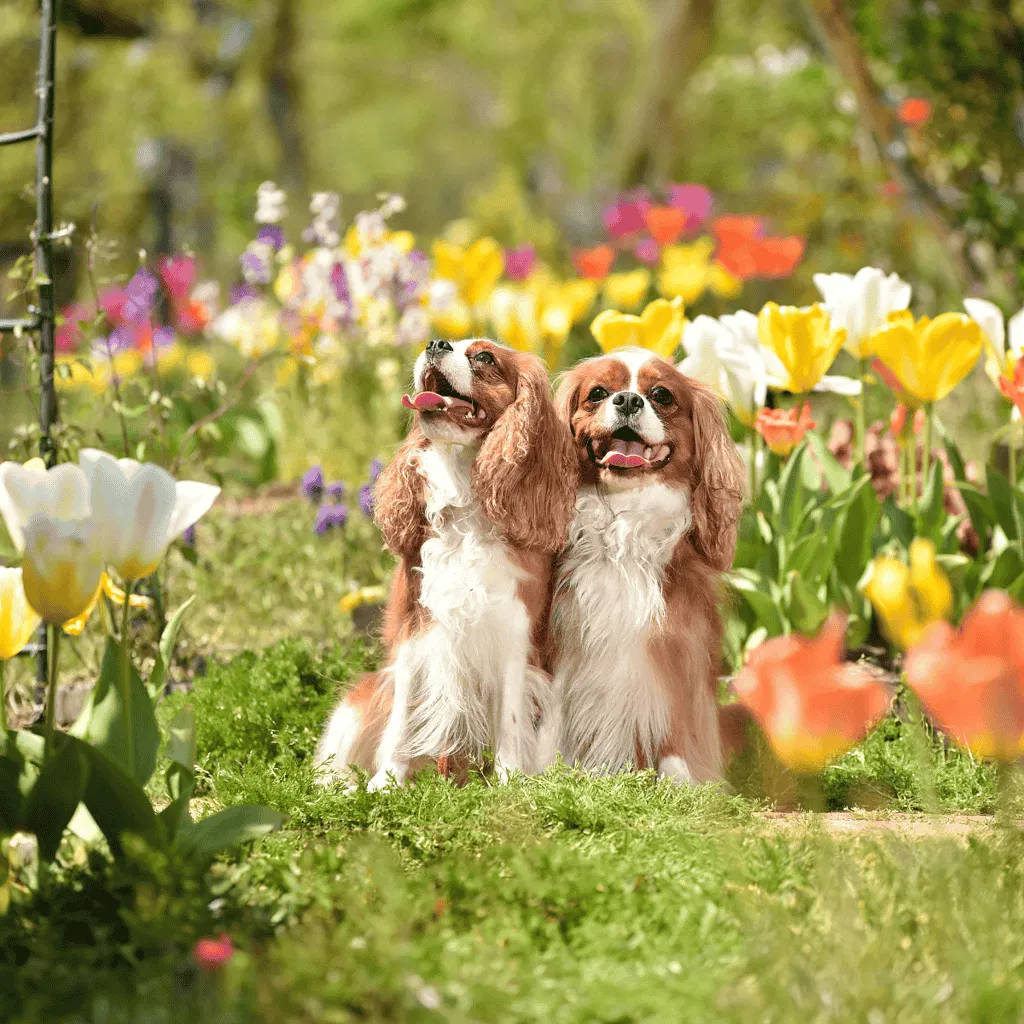 Cavalier King Charles Spaniel Male Vs. Female