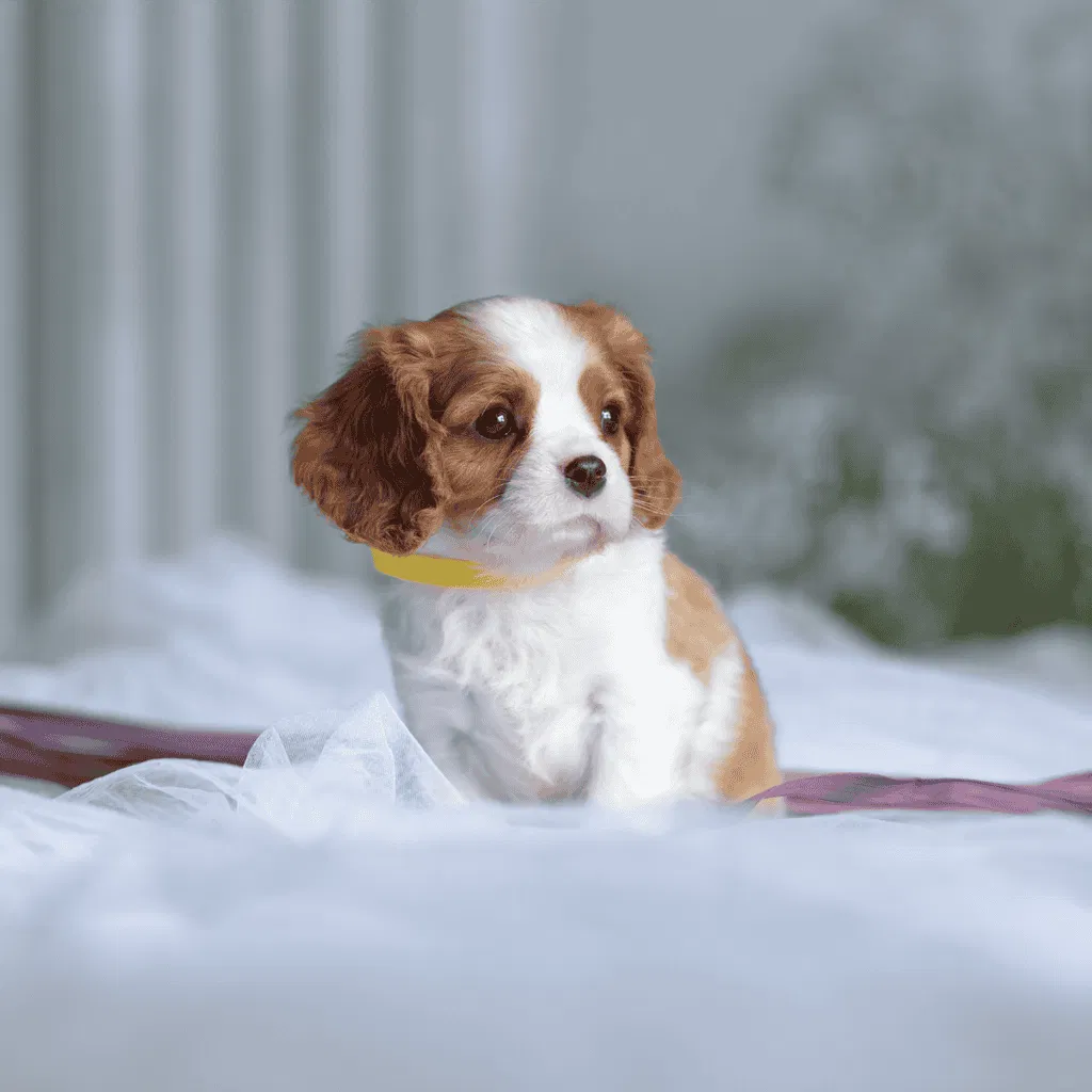 Cavalier King Charles Spaniel Puppies