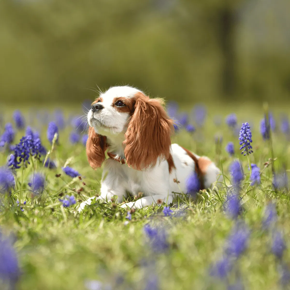 Cavalier King Charles Spaniel Gallery