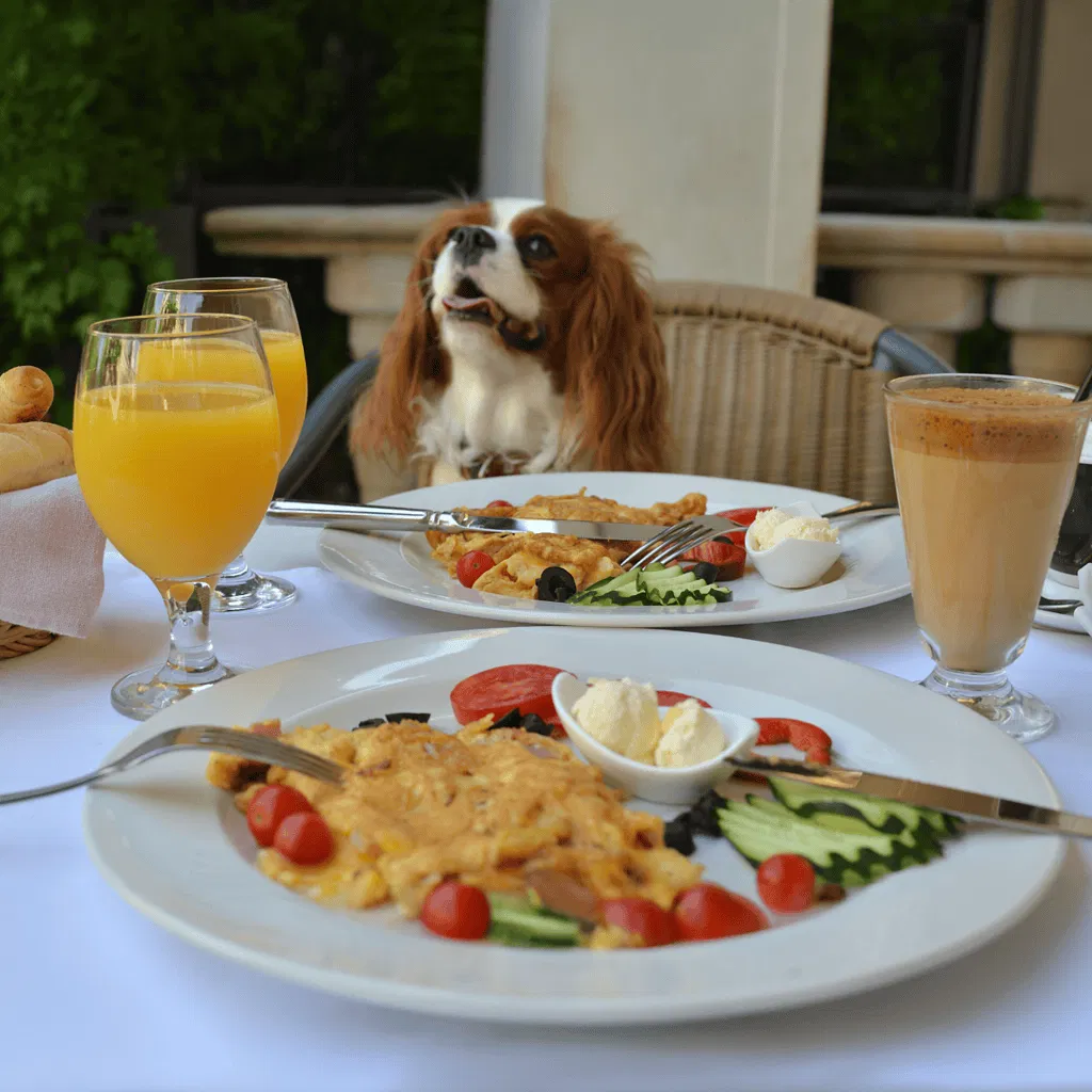 Cavalier King Charles Spaniel Food & Diet Requirements