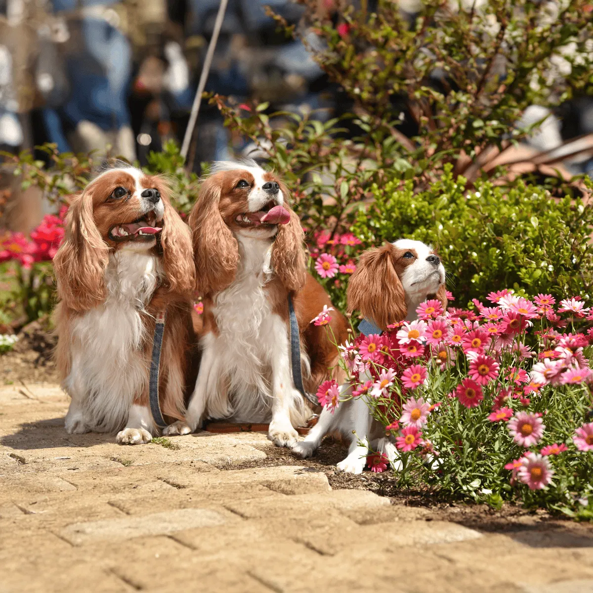 Cavalier King Charles Spaniel Gallery 2