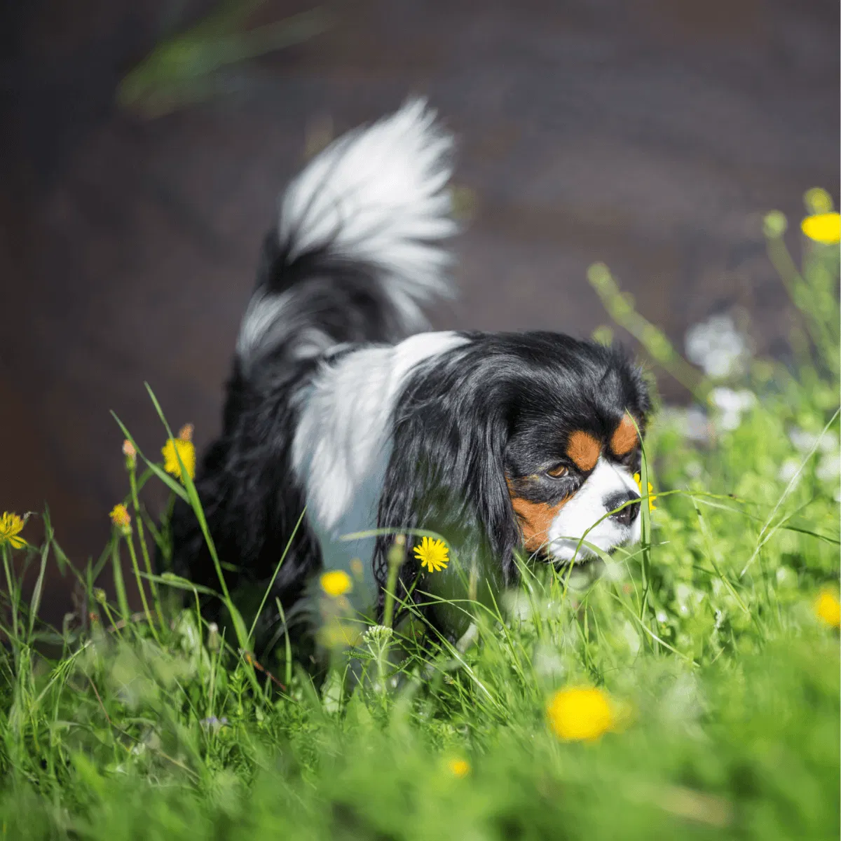 Cavalier King Charles Spaniel Gallery 3