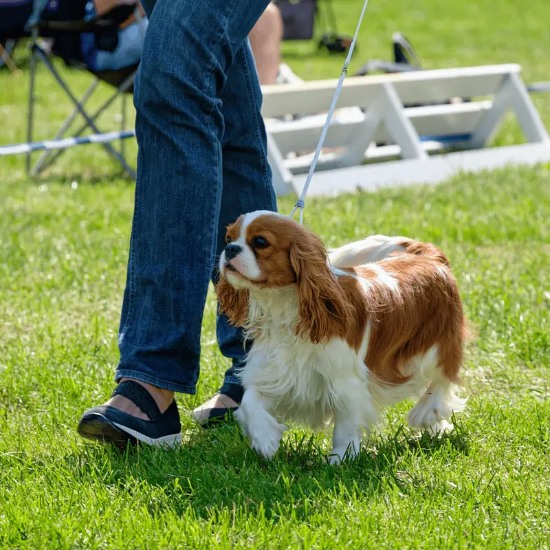 Cavalier King Charles Spaniel Exercise