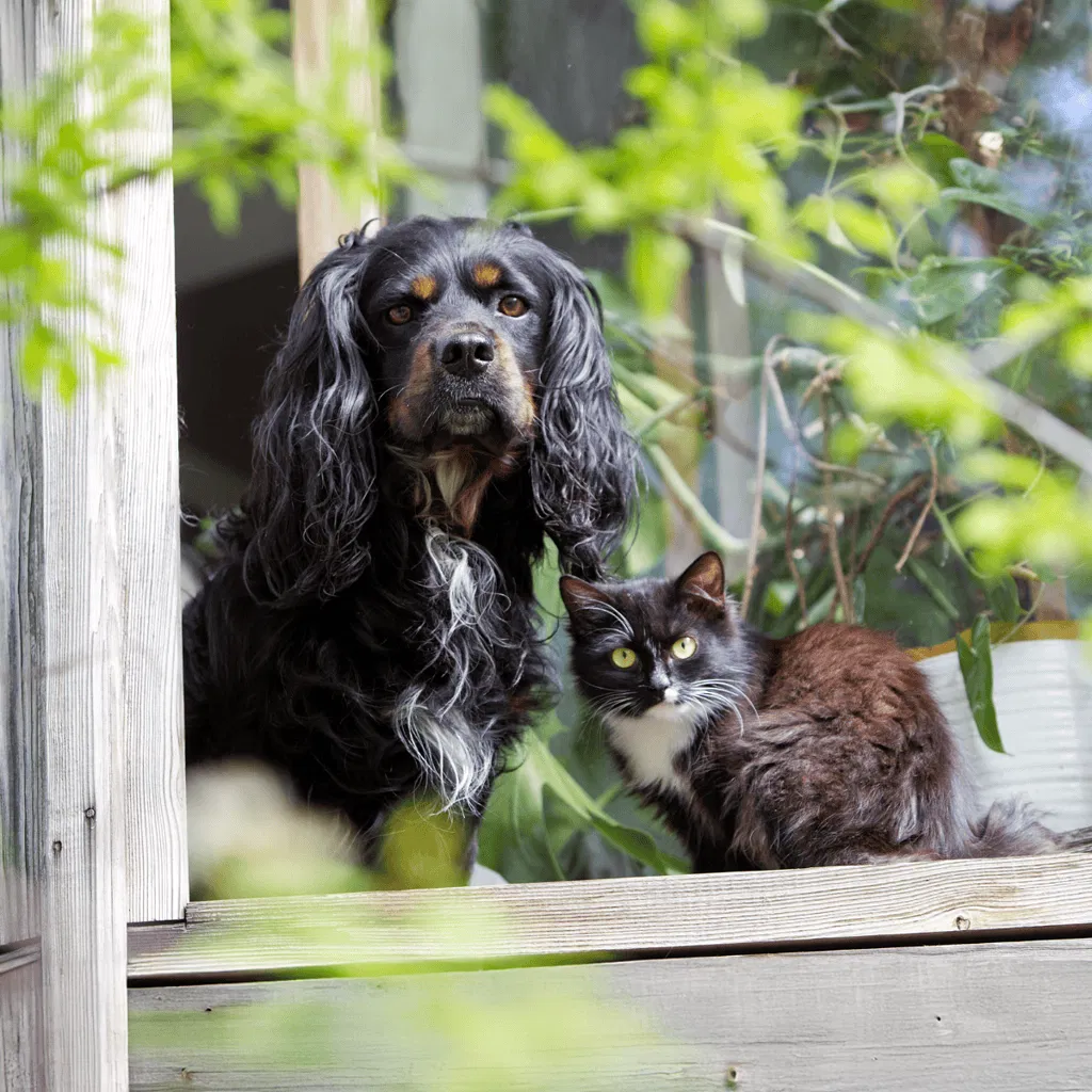 Cavalier King Charles Spaniel Does This Breed Get Along With Other Pets