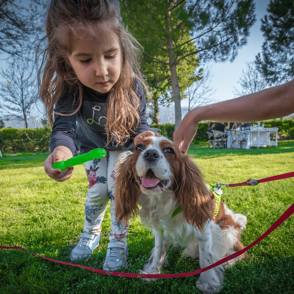 Cavalier King Charles Spaniel Are These Dogs Good For Families