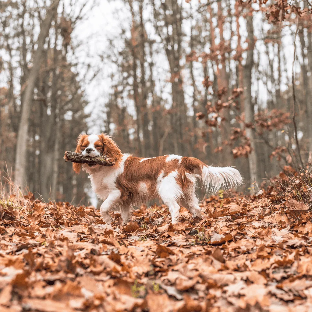 Cavalier King Charles Spaniel Blenheim Coloring Came From Blenheim Palace