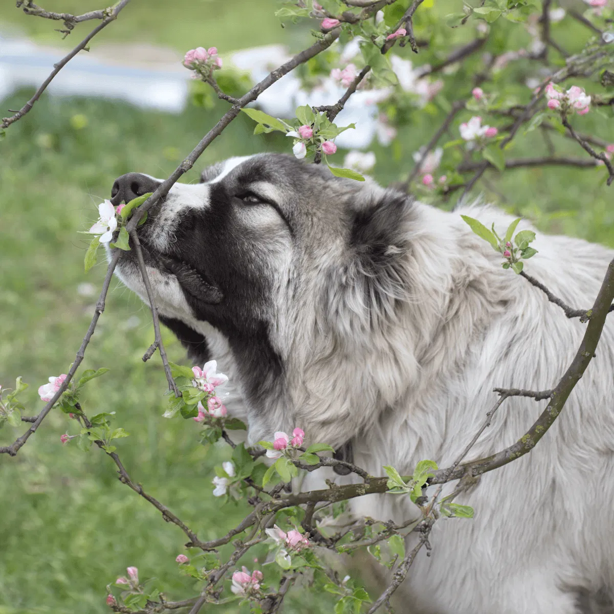 Caucasian Shepherd Dog Gallery