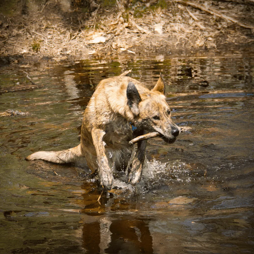 Catahoula Leopard Dogs Have Webbed Feet
