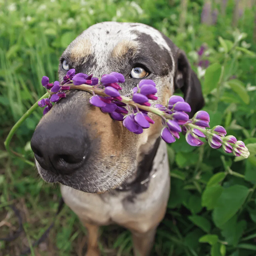 Temperament & Intelligence Of The Catahoula Leopard Dog