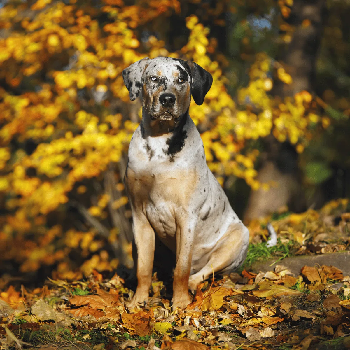 Catahoula Leopard Dog Gallery