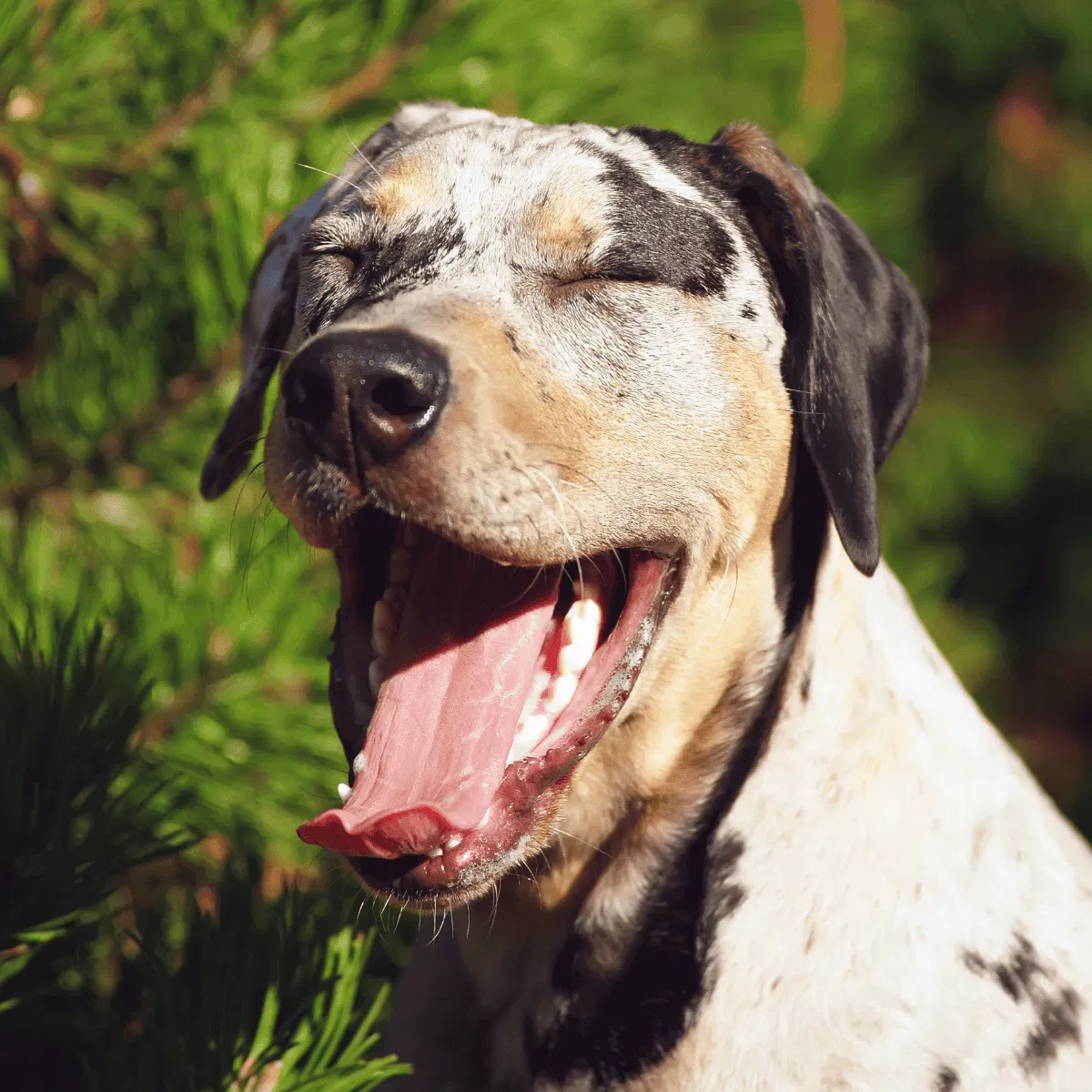 Catahoula Leopard Dog Gallery