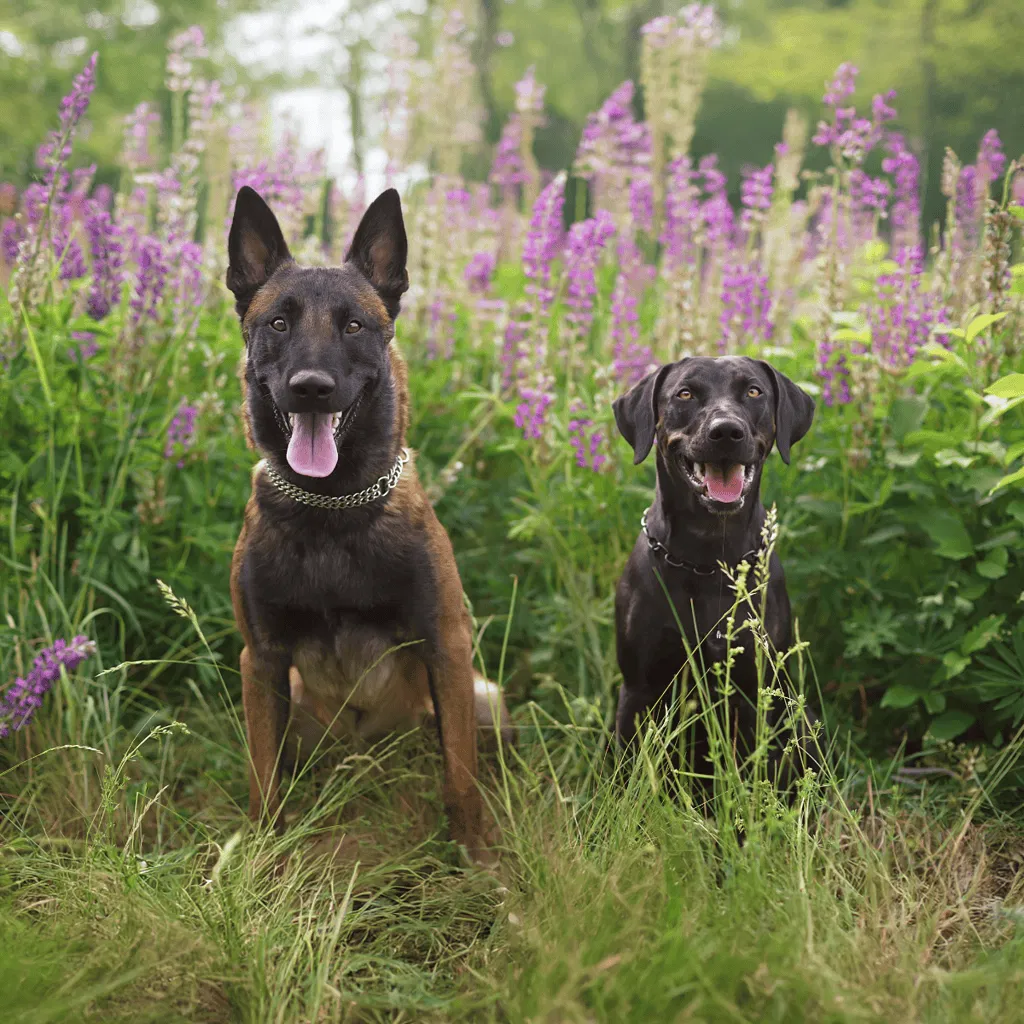 Catahoula Leopard Dog Does This Breed Get Along With Other Pets