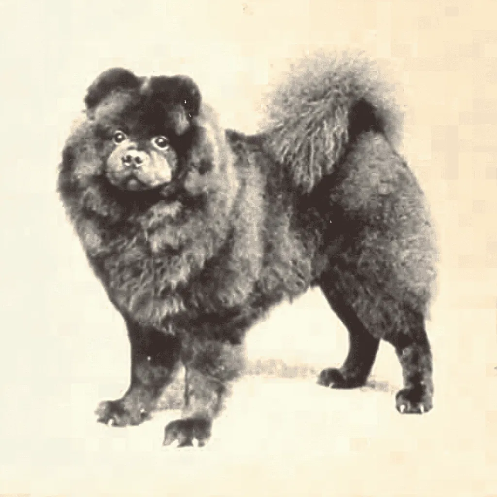 One Emperor May Have Kept Thousands of Chows