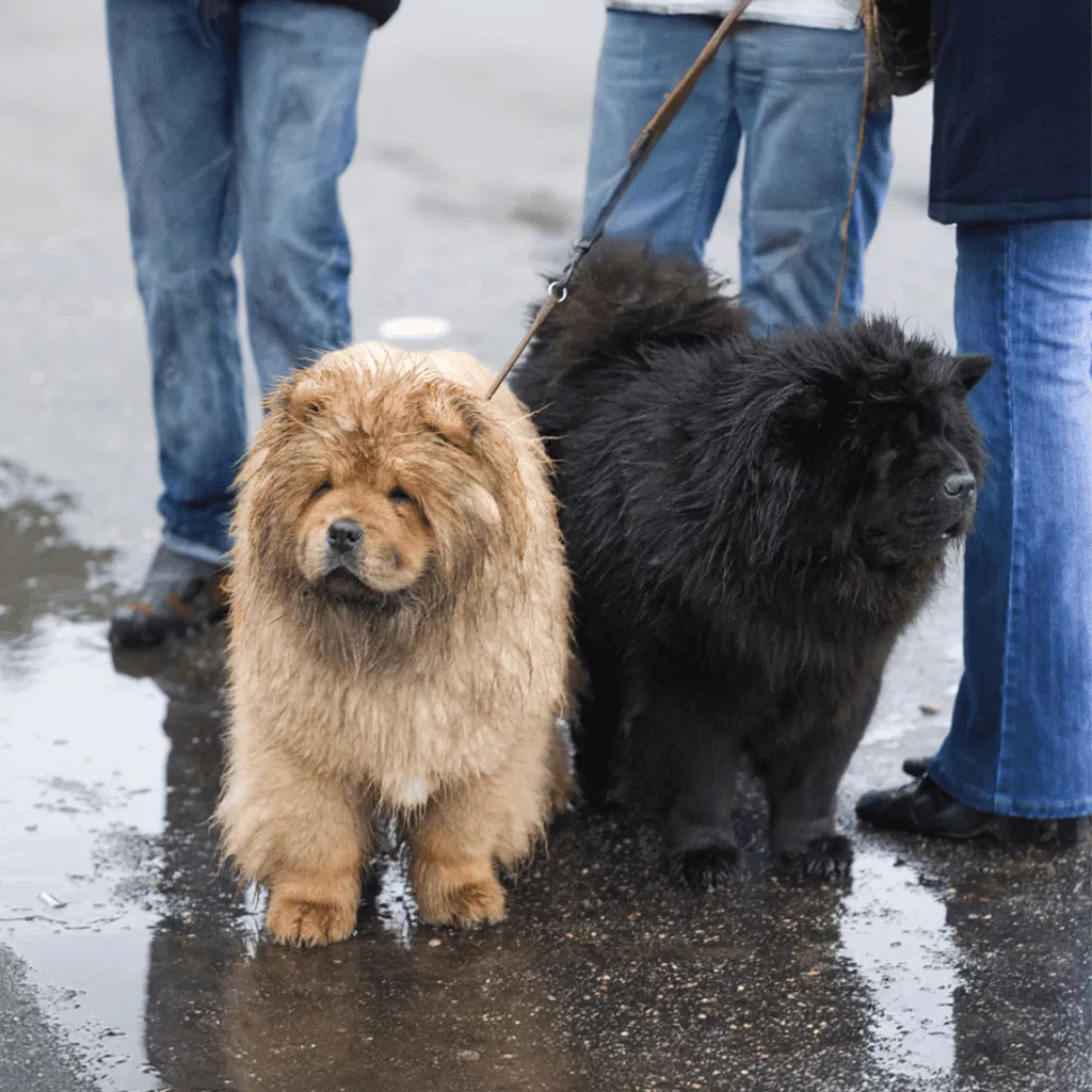 Chow Chow Male Vs. Female