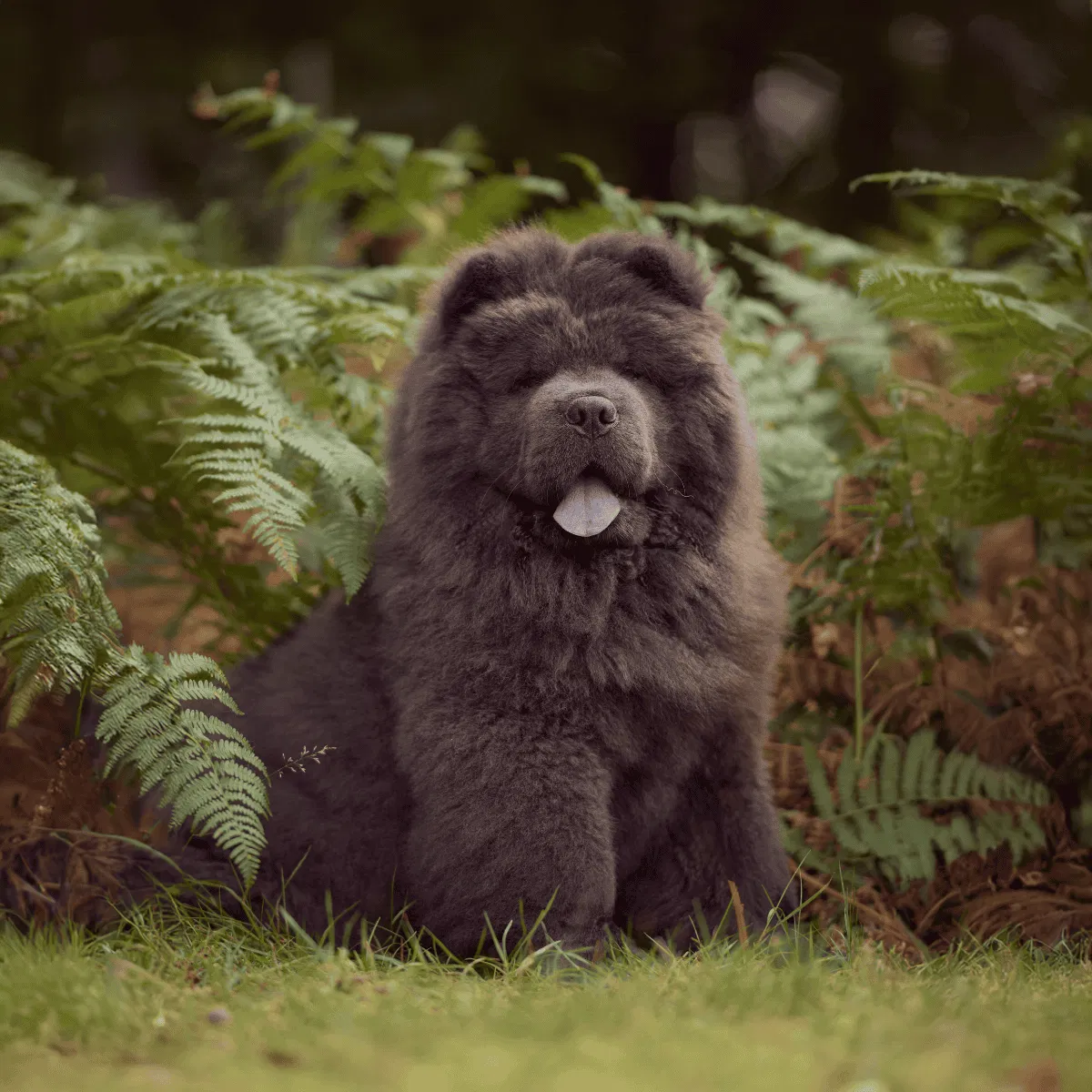 Chow Chow Gallery