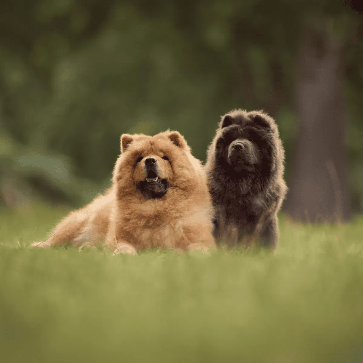 Chow Chow Gallery