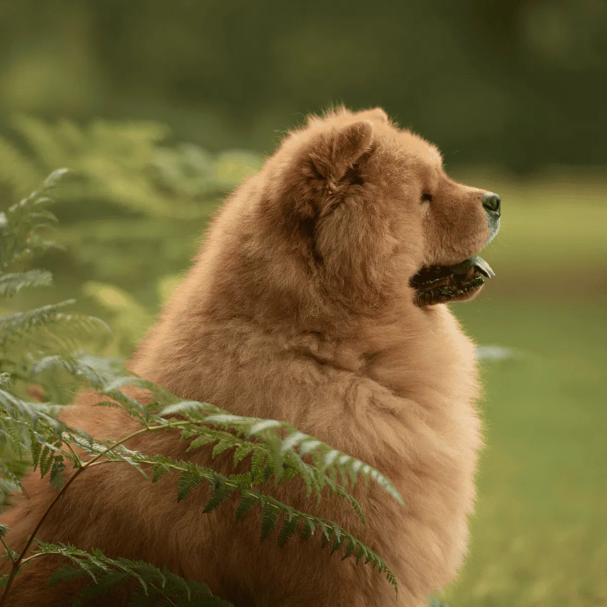 Chow Chow Gallery