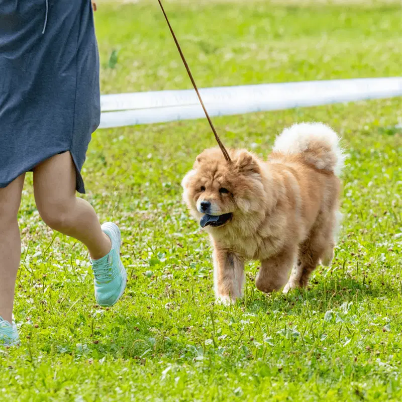 Chow Chow Exercise