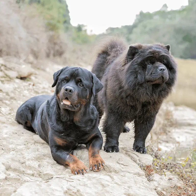 Chow Chow Does This Breed Get Along With Other Pets