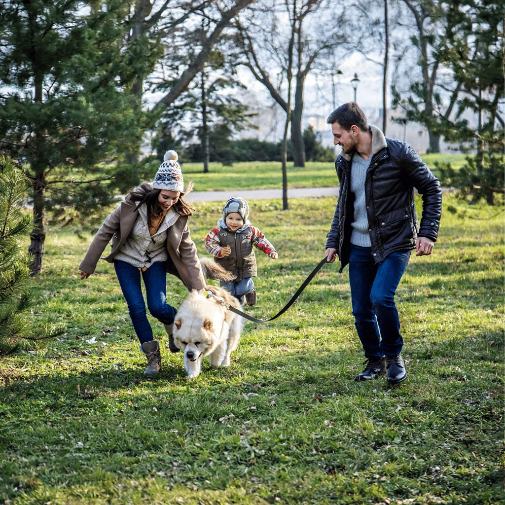 Chow Chow Are These Dogs Good For Families