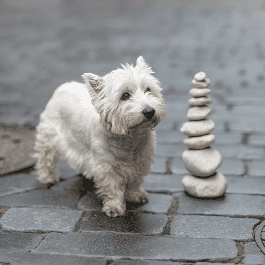 Cairn Terriers are Named After a Pile of Rocks