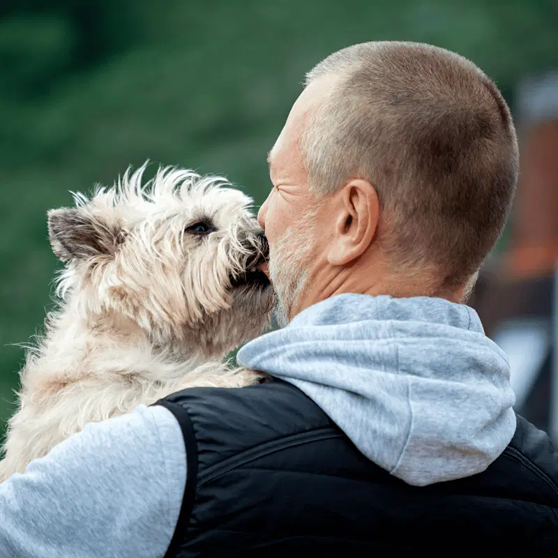 Temperament & Intelligence Of The Cairn Terrier