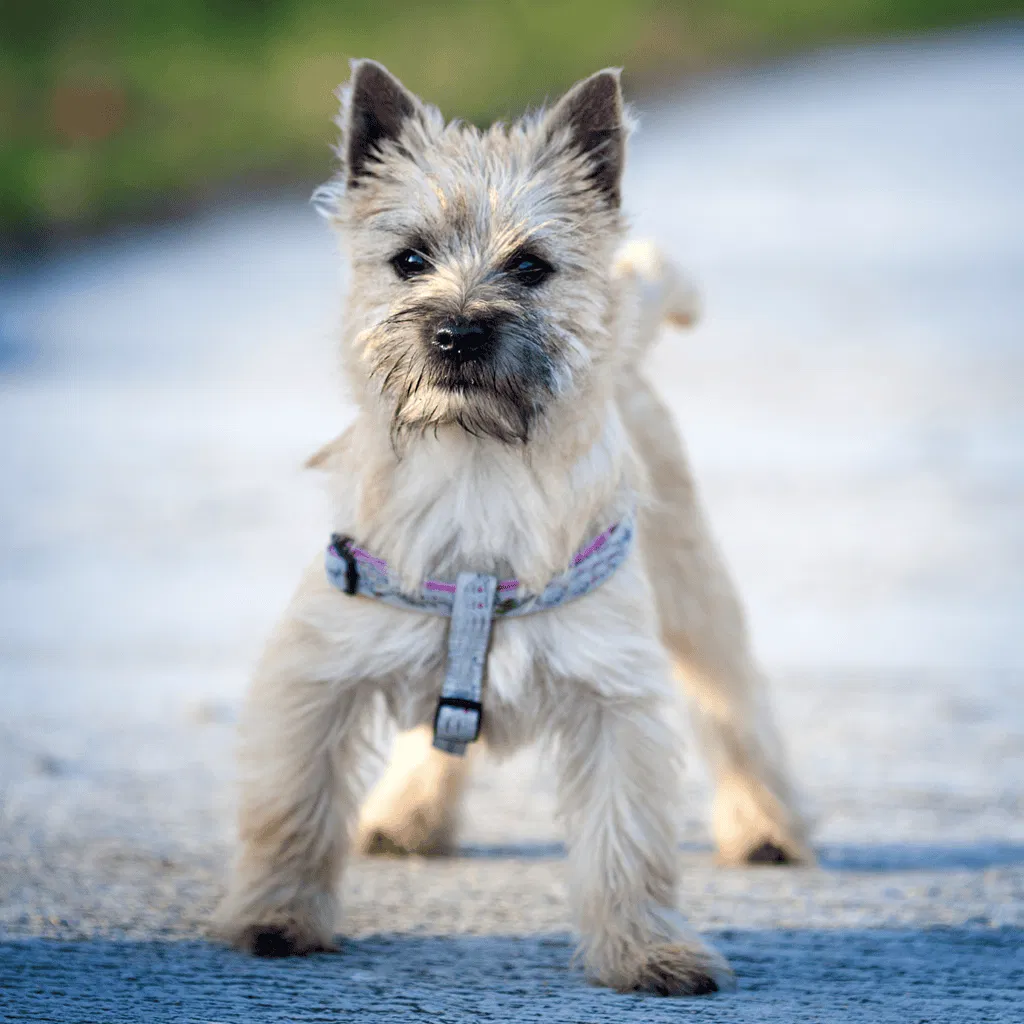 Cairn Terrier They Have Unusual Feet