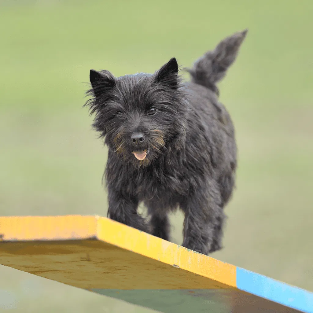 Cairn Terrier Training