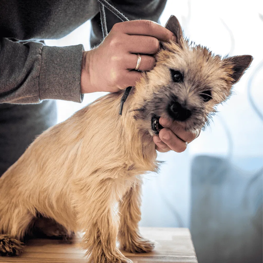 Cairn Terrier Grooming