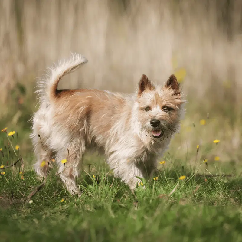 Cairn Terrier Gallery