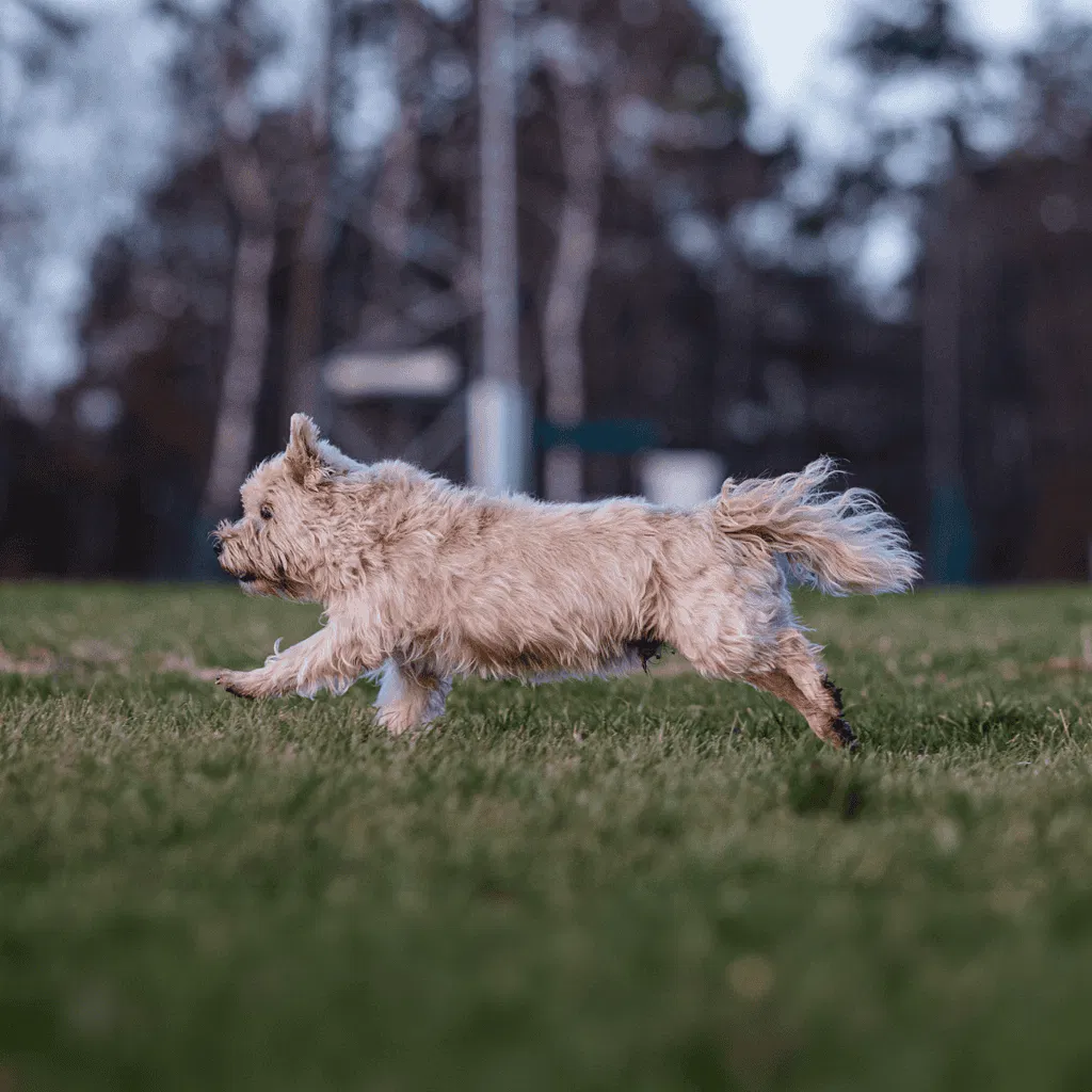 Cairn Terrier Exercise