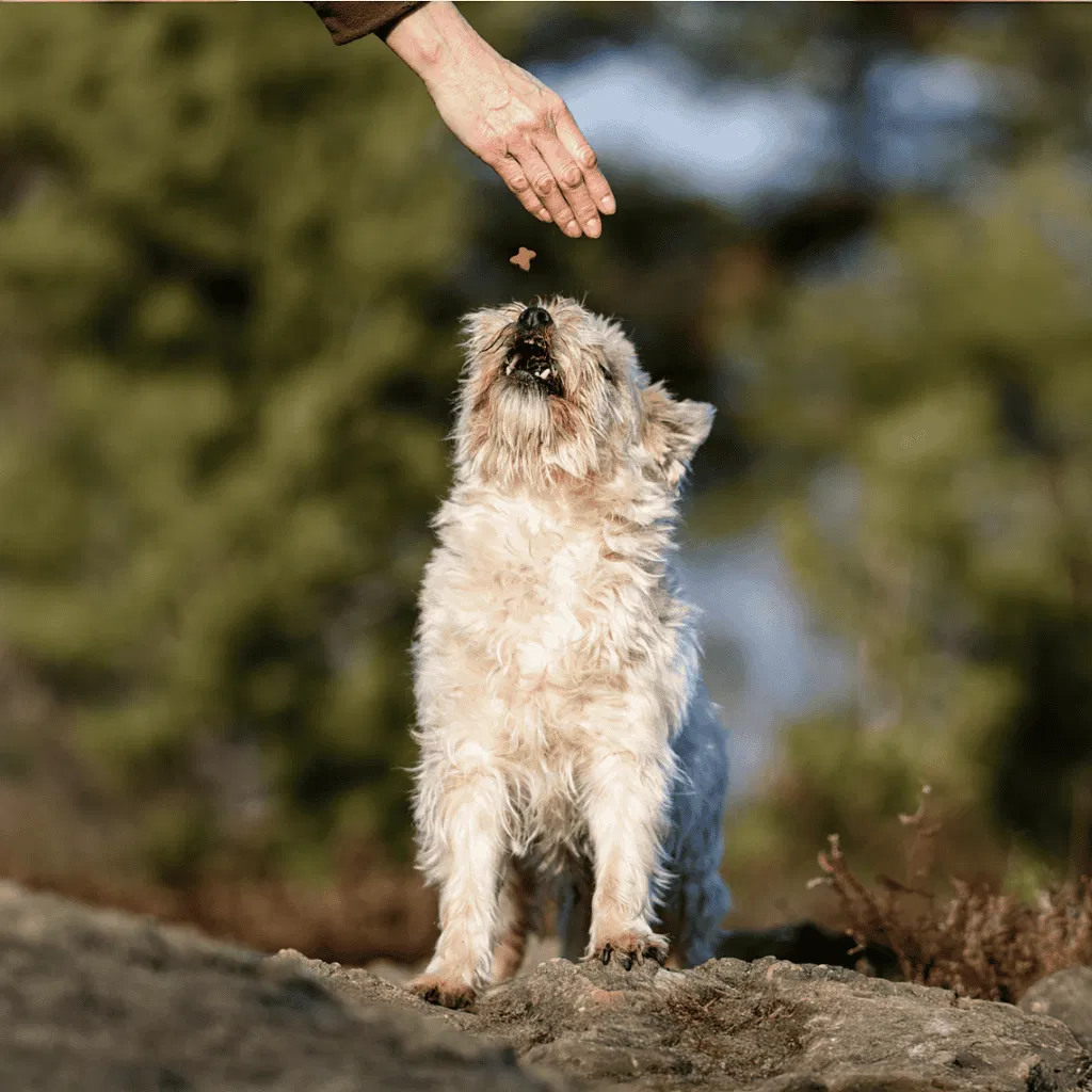 Cairn Terrier Food & Diet Requirements