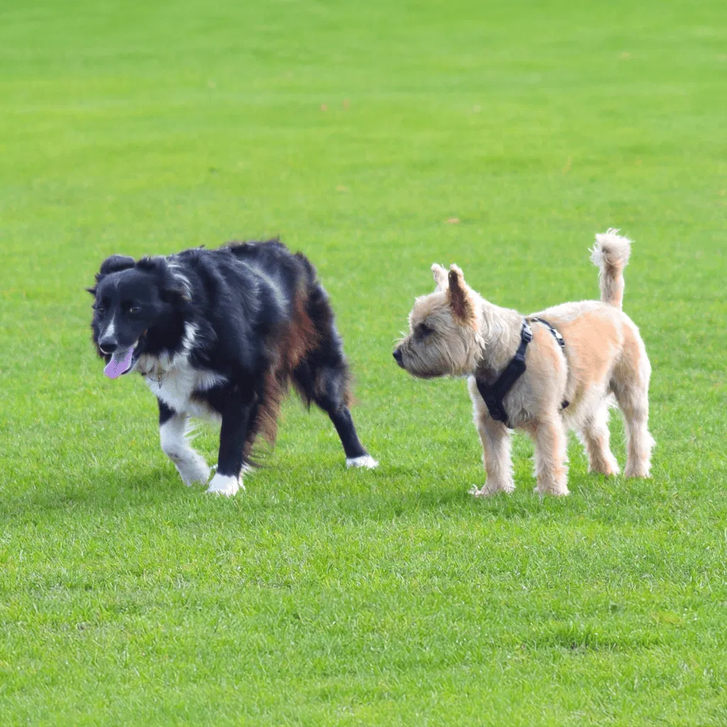 Cairn Terrier Does This Breed Get Along With Other Pets