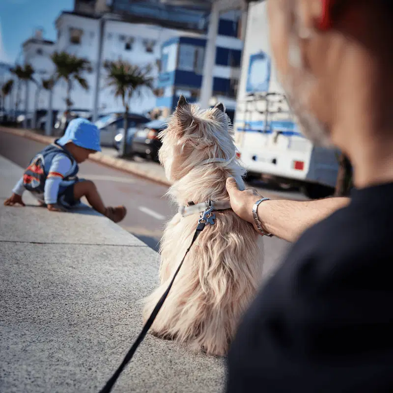 Cairn Terrier Are These Dogs Good For Families