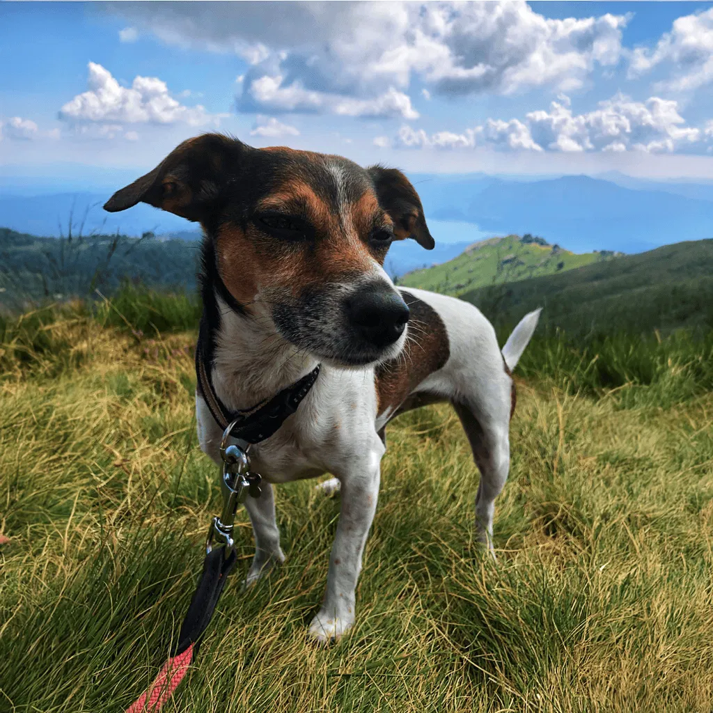 Brazilian Terrier Training