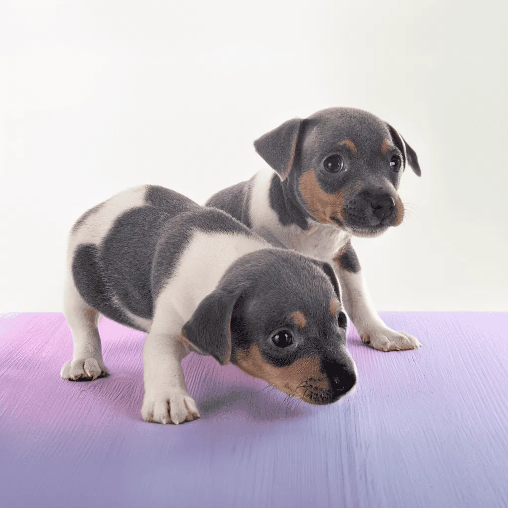 Brazilian Terrier Puppies
