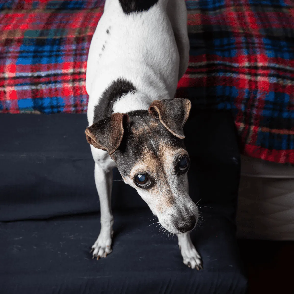 Brazilian Terrier Gallery