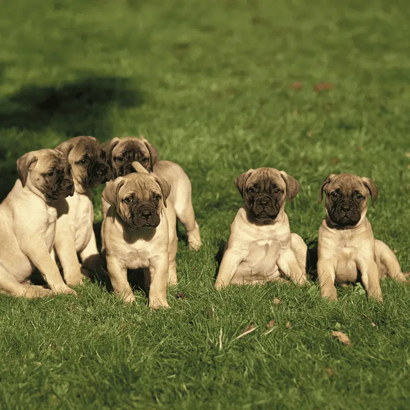 Bullmastiff Puppies