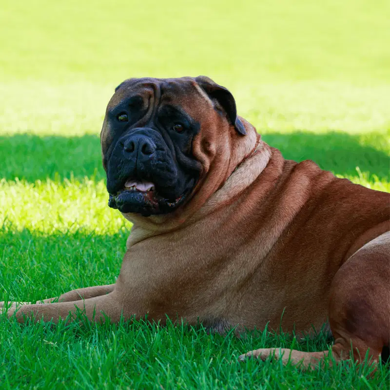 Bullmastiff Gallery