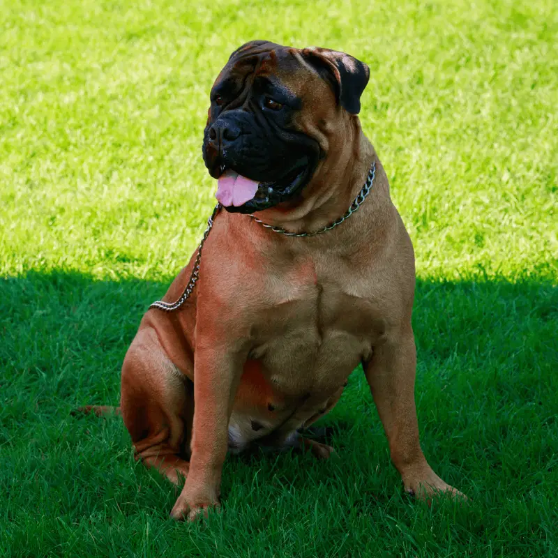 Bullmastiff Gallery