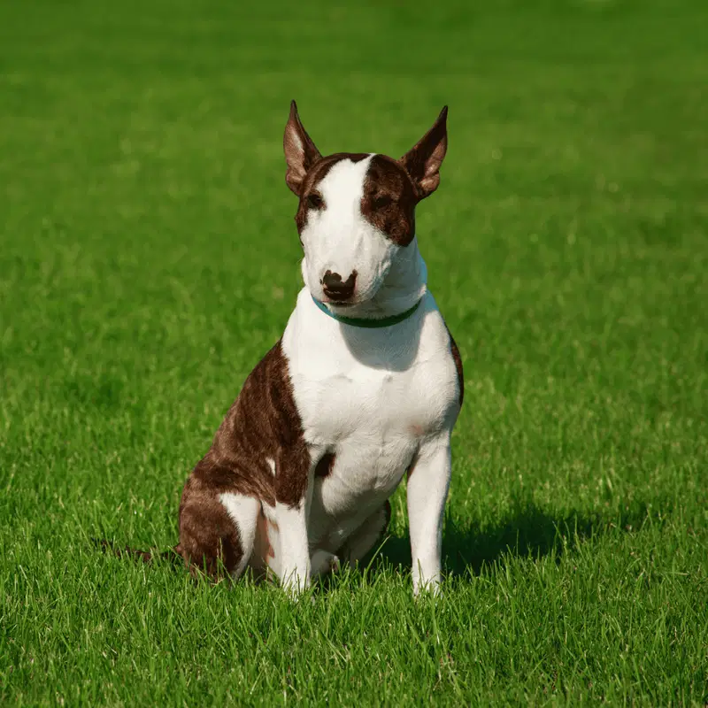 Bull Terrier Gallery