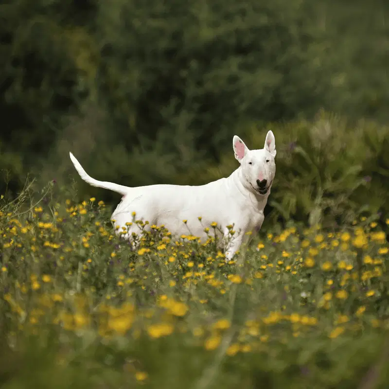 Bull Terrier Gallery